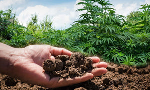 Hand holding healthy soil with plants in the background.