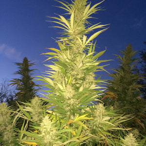 Large green plant ready for harvest at night time.