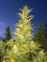 Large green plant ready for harvest at night time.