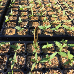 Close up of seedlings tray ready for transport. Using Silica Earth as a topsoil for reduced transplanting stress.