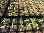 Close up of seedlings tray ready for transport. Using Silica Earth as a topsoil for reduced transplanting stress.