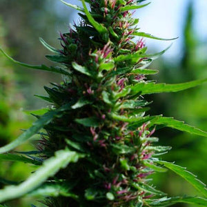 Close up of healthy flowering plant.