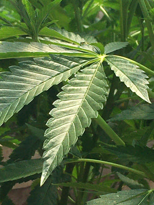 Single healthy green leaf after applying Silica Earth to root systems.